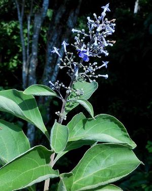 Cornutia pyramidata fleurs TRAMIL.jpg