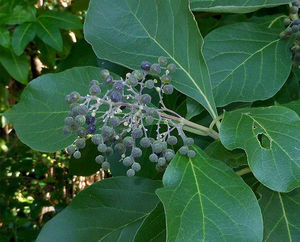 Cornutia pyramidata fruits TRAMIL.jpg