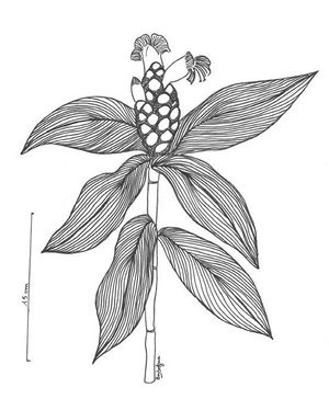 Costus pictus dessin TRAMIL.jpg