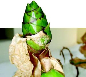 Costus pictus inflorescence TRAMIL.jpg