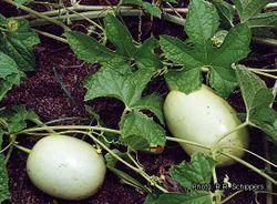 alt=Description de l'image Cucumeropsis mannii RRS.jpg.