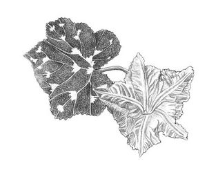 Cucurbita moschata dessin feuille TRAMIL.jpg