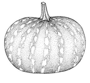 Cucurbita moschata dessin fruit TRAMIL.jpg