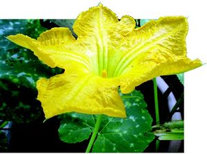 Cucurbita moschata fleur TRAMIL.jpg