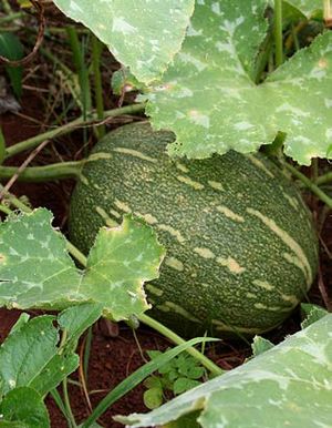 Cucurbita moschata fruit TRAMIL.jpg