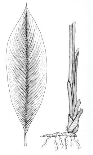 Curcuma longa dessin TRAMIL.jpg