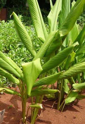 Curcuma longa feuilles TRAMIL.jpg