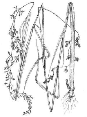 Cymbopogon citratus dessin TRAMIL.jpg