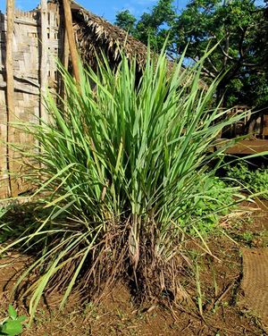 Cymbopogon citratus plante TRAMIL.jpg