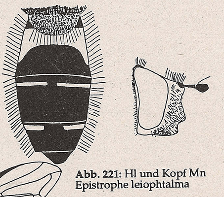DJN-Schwebfliegen Bothe 1994 Abb.221 Mn E.leiophtalma Hl und Kopf.png