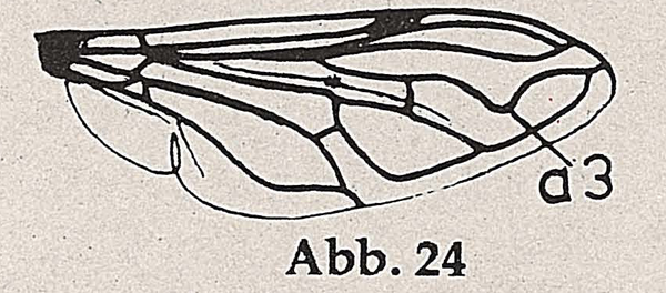 DJN-Schwebfliegen Bothe 1994 Abb.24 01 Flügel Ader drei, eingebuchtet.png