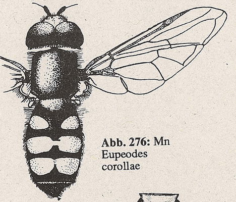 DJN-Schwebfliegen Bothe 1994 Abb.276 Mn Eupeodes corollae.png