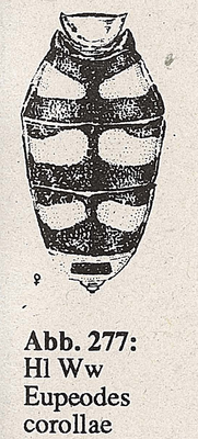 DJN-Schwebfliegen Bothe 1994 Abb.277 Ww Eupeodes corollae Hl.png