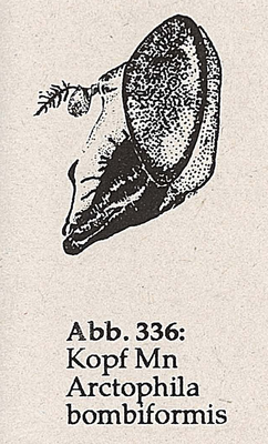 DJN-Schwebfliegen Bothe 1994 Abb.336 Mn A.bombiformis Kopf.png