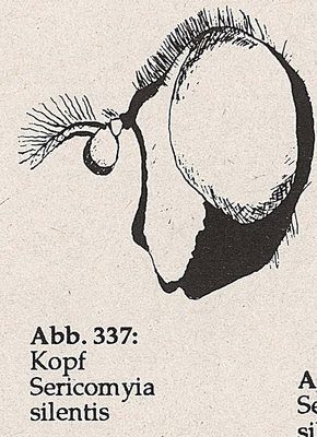 DJN-Schwebfliegen Bothe 1994 Abb.337 Sericomyia silentis Kopf.png