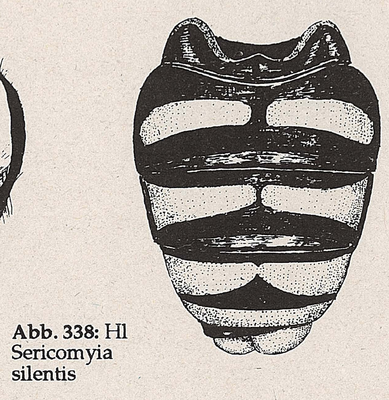 DJN-Schwebfliegen Bothe 1994 Abb.338 Sericomyia silentis Hl.png