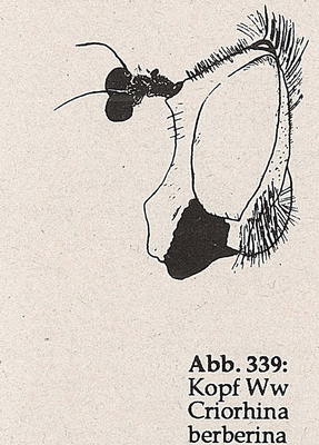 DJN-Schwebfliegen Bothe 1994 Abb.339 Ww Criorhina berberina Kopf.png