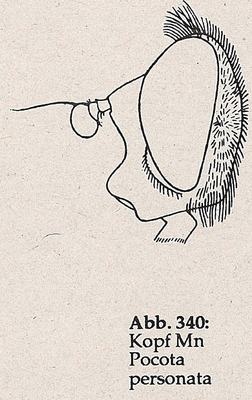DJN-Schwebfliegen Bothe 1994 Abb.340 Mn Pocota personata Kopf.png
