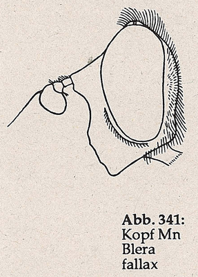DJN-Schwebfliegen Bothe 1994 Abb.341 Mn Blera fallax Kopf.png
