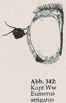 DJN-Schwebfliegen Bothe 1994 Abb.342 Ww Eumerus strigatus Kopf.png