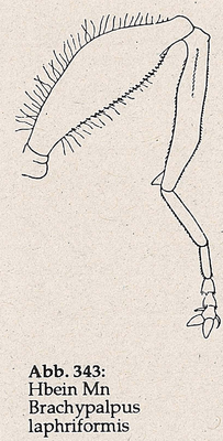 DJN-Schwebfliegen Bothe 1994 Abb.343 Mn B.laphriformis Hbein.png