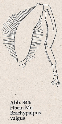 DJN-Schwebfliegen Bothe 1994 Abb.344 Mn Brachypalpus valgus Hbein.png
