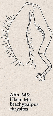 DJN-Schwebfliegen Bothe 1994 Abb.345 Mn B.chrysites Hbein.png