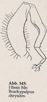 Hinterschenkel verdickt und bedornt (Brachypalpus chrysites)