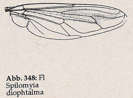 DJN-Schwebfliegen Bothe 1994 Abb.348 Spilomyia diophtalma Flügel.png