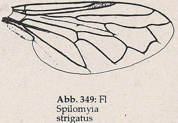 DJN-Schwebfliegen Bothe 1994 Abb.349 Spilomyia strigatus Flügel.png