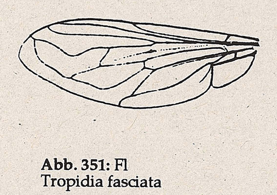 DJN-Schwebfliegen Bothe 1994 Abb.351 Tropidia fasciata Flügel.png