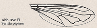 Flügel: Randader c normal (Syritta pipiens)