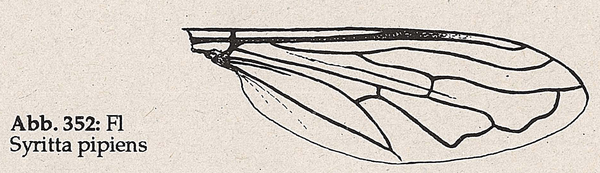 DJN-Schwebfliegen Bothe 1994 Abb.352 Syritta pipiens Flügel.png