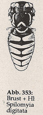 DJN-Schwebfliegen Bothe 1994 Abb.353 Spilomyia digitata Brust+Hl.png