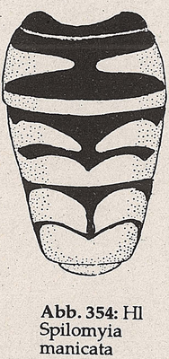 DJN-Schwebfliegen Bothe 1994 Abb.354 Spilomyia manicata Hl.png