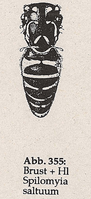 Hinterleib wespenartig (Ww Spilomyia saltuum)