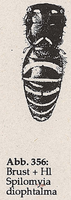 Hinterleib wespenartig (Mn Spilomyia diophtalma)