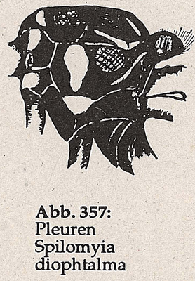 DJN-Schwebfliegen Bothe 1994 Abb.357 S.diophtalma Pleuren.png