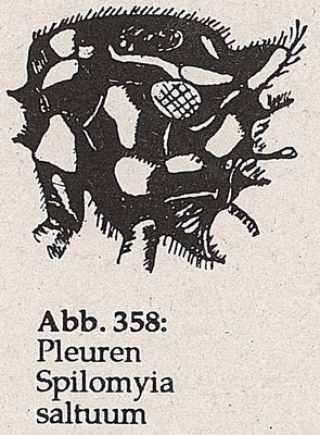 DJN-Schwebfliegen Bothe 1994 Abb.358 Spilomyia saltuum Pleuren.png