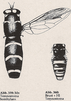 Hinterleib wespenartig (Mn Temnostoma bombylans)
