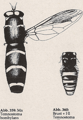 DJN-Schwebfliegen Bothe 1994 Abb.359 Mn Temnostoma bombylans.png