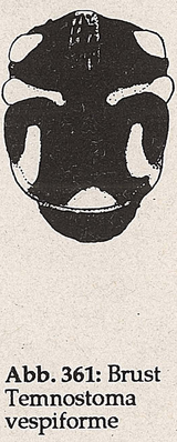 DJN-Schwebfliegen Bothe 1994 Abb.361 Temnostoma vespiforme Brust.png