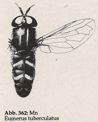 DJN-Schwebfliegen Bothe 1994 Abb.362 Mn Eumerus tuberculatus.png
