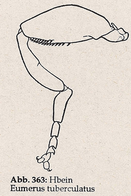 DJN-Schwebfliegen Bothe 1994 Abb.363 Eumerus tuberculatus Hbein.png