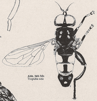 Hinterschenkel verdickt und bedornt (Mn Tropidia scia)