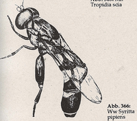 Hinterschenkel verdickt und bedornt (Ww Syritta pipiens)
