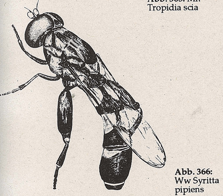 DJN-Schwebfliegen Bothe 1994 Abb.366 Ww Syritta pipiens.png