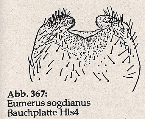 DJN-Schwebfliegen Bothe 1994 Abb.367 E.sogdianus BauchplatteHls4.png