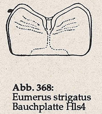 DJN-Schwebfliegen Bothe 1994 Abb.368 E.strigatus BauchplatteHls4.png