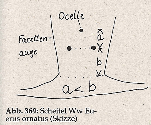 DJN-Schwebfliegen Bothe 1994 Abb.369 Ww E.ornatus Scheitel.png